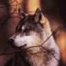 Darkmoney01