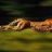 Gepard